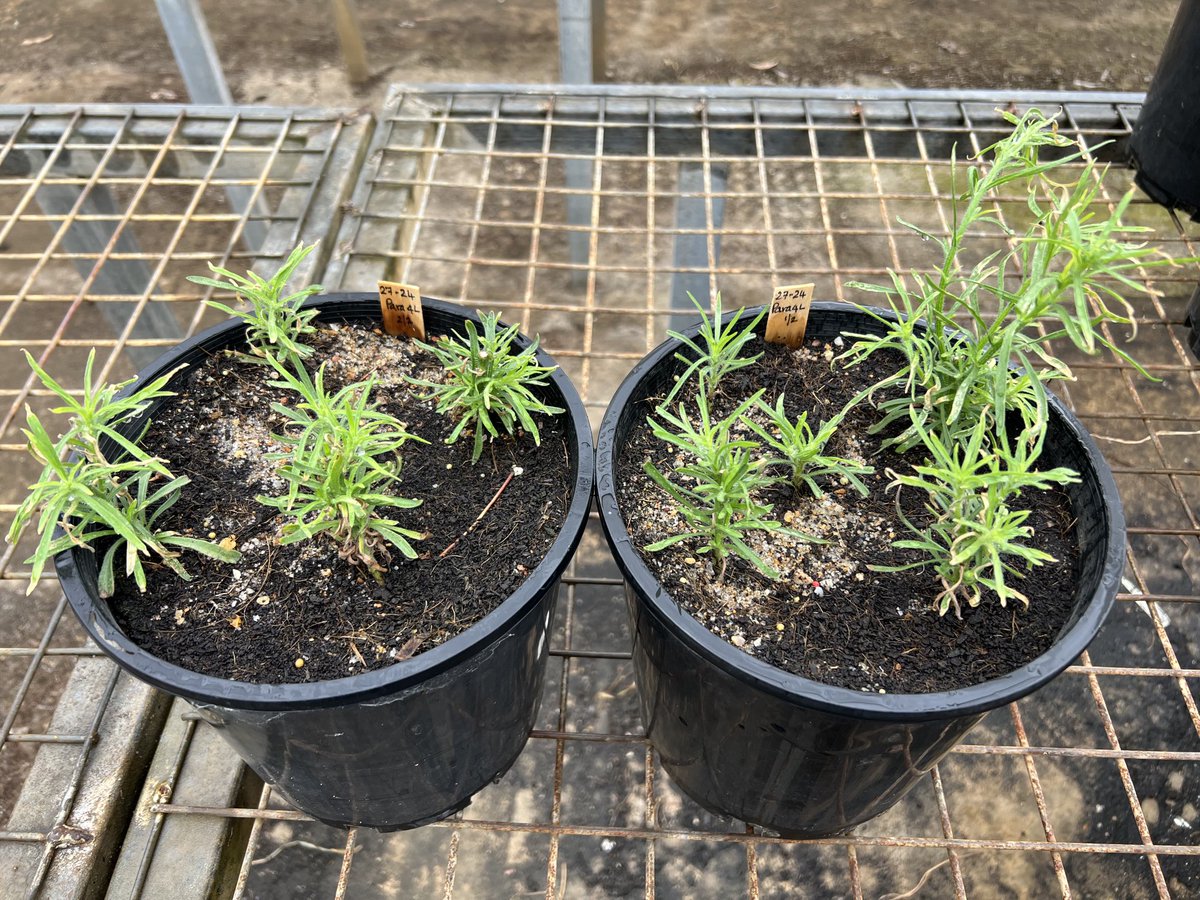 Peter Boutsalis tweet media