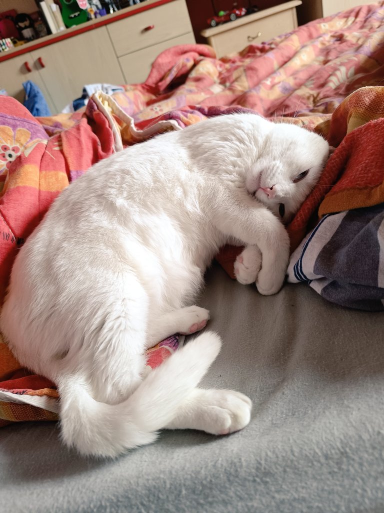 Alruna_Art's tweet photo. If anything I'm still alive, but before I get back to drawing again I need to finish my work. But I just want to lie in bed and cuddle with my cat. https://t.co/c58rKNwhAg
