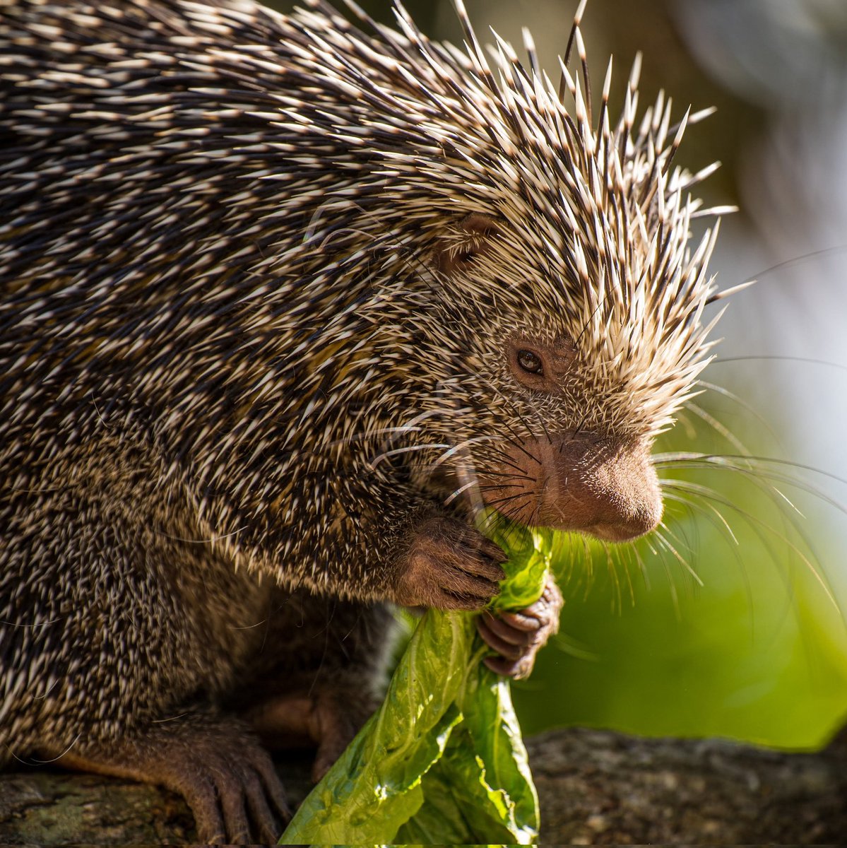 🦥 🌿 We're on the lookout for a passionate Head Keeper to join our animal team!
👉 hemsleyconservationcentre.com/job-vacancies
.
.
.
#ZooJobs #AnimalCare #WildlifeKeeper 🌍