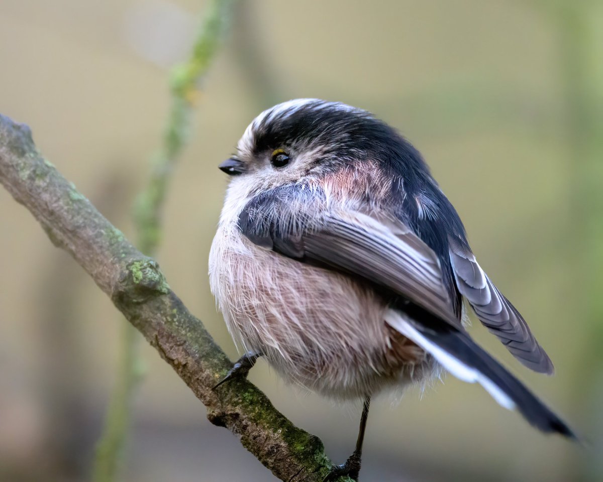 Irresistible! 
#longtailedtit #bird #tit #britishbird #Winterwatch #gardenbird #BBCWildlifePOTD #birdphotography #Norfolk