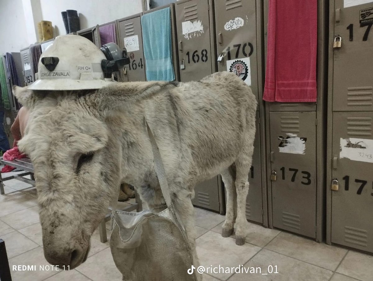 marginadoone's tweet image. Visitas en el jale