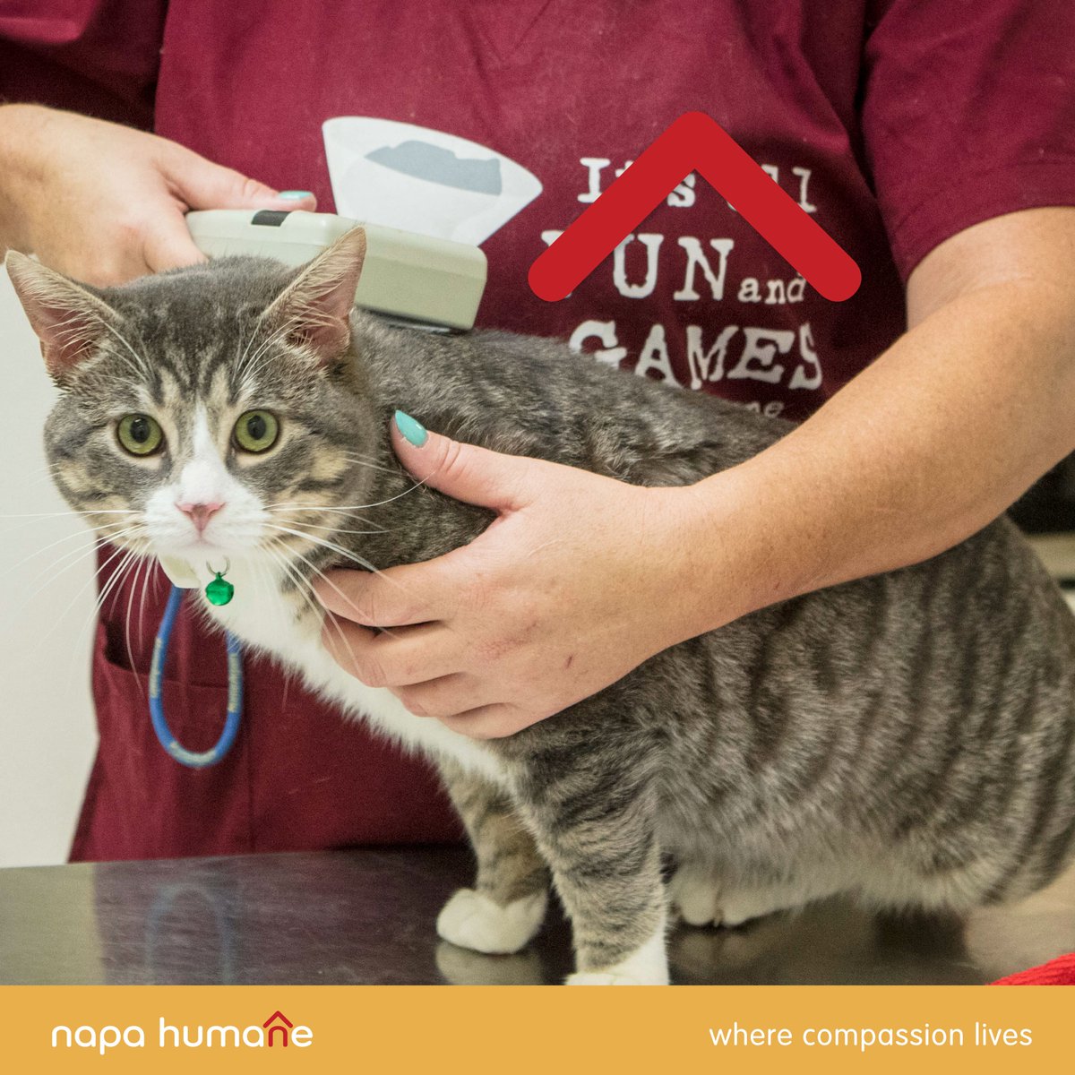 Today is National Change A Pet’s Life Day! One simple way to change your pet’s life forever is by ensuring they’re microchipped! 1 in 3 pets will be lost at some point in their lifetime, and microchipping is a way to help get them back to you faster.