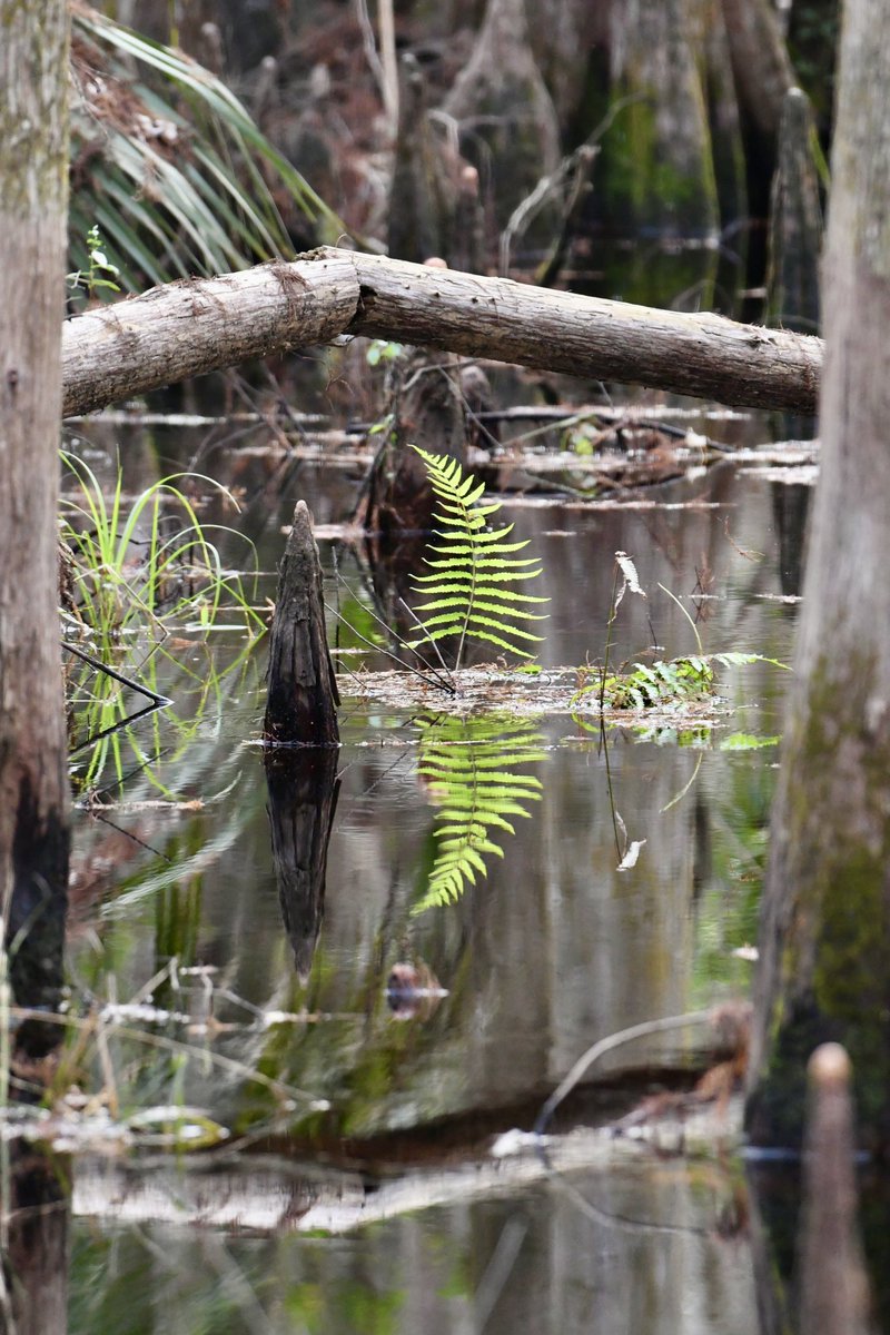 Reflections #fern #wetland #nikonoutdoors