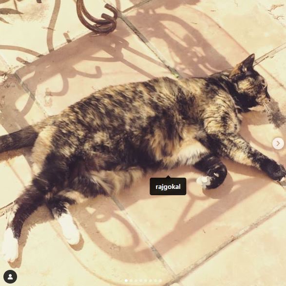 LEIA - The Solana Founder’s Cat 🐈⬛ tweet media