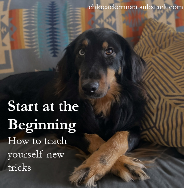 ChloeDeng8's tweet photo. You’re not teaching yourself a new skill. You’re teaching yourself that you can learn a new skill. And Pants is here to help.
https://t.co/C8UkirwpWJ
#mentalhealth #dogtwitter https://t.co/lZT5enjzEK