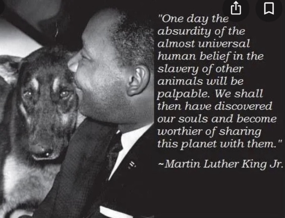 veganfuture tweet picture