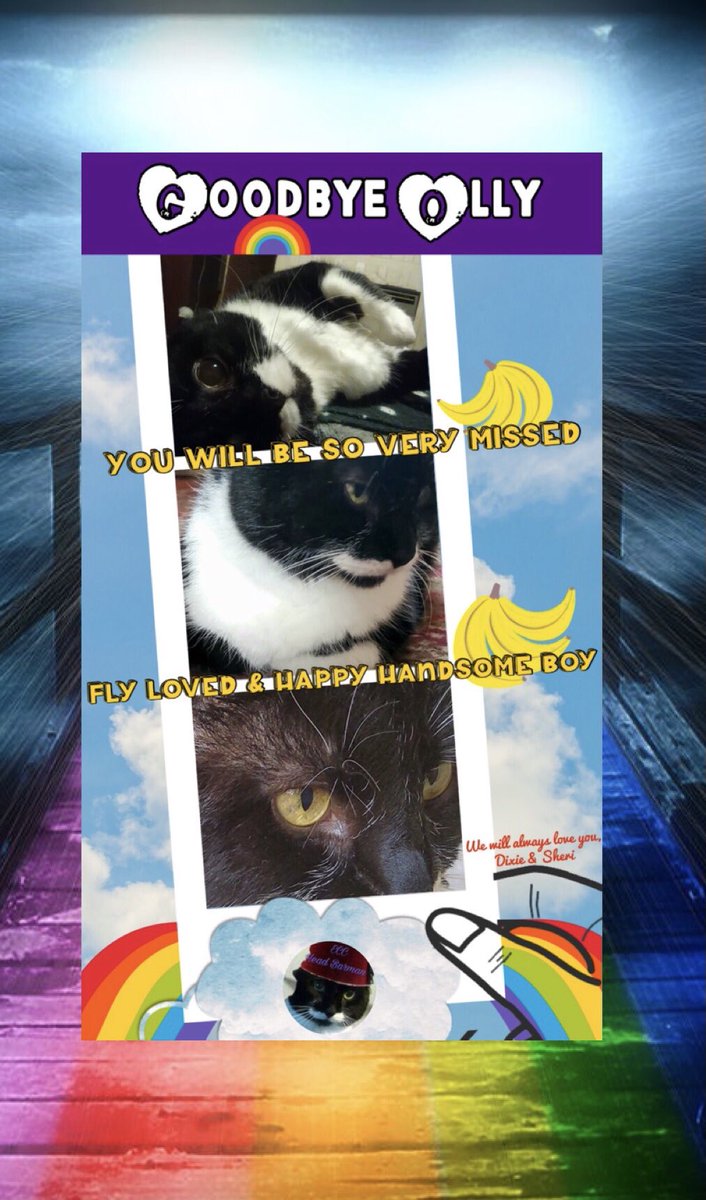 Sheri👩🏻Dixie🐈Angel Molly🌈🐈‍⬛Paulina🐻‍❄️ tweet media