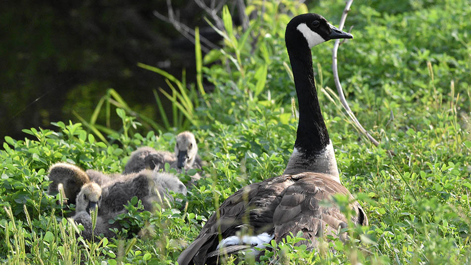 What can a goose named after @SLUPresident Fred Pestello teach us about our city? Quite a lot! Especially if you fit it with a GPS-enabled collar and collect #geospatial data as it navigates St. Louis! Read this tale of avian discovery now! - slu.edu/research/resea…