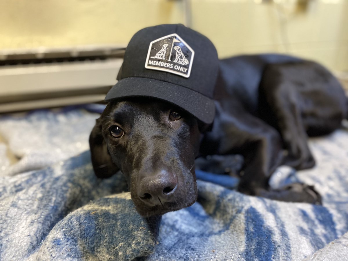 Jfulmer12's tweet photo. Bruno (aka Brunus Maximus) 👀 good 👍 @DogsOfTurf  Great lid! I told him it was for him and he took me at my word! Left it on the desk next with him alone in the office, and returned to a slightly modified hat. oh well dogs gonna do what dogs gonna do! Still fits nice!  🐕😎 https://t.co/yDZaYzJ7HN