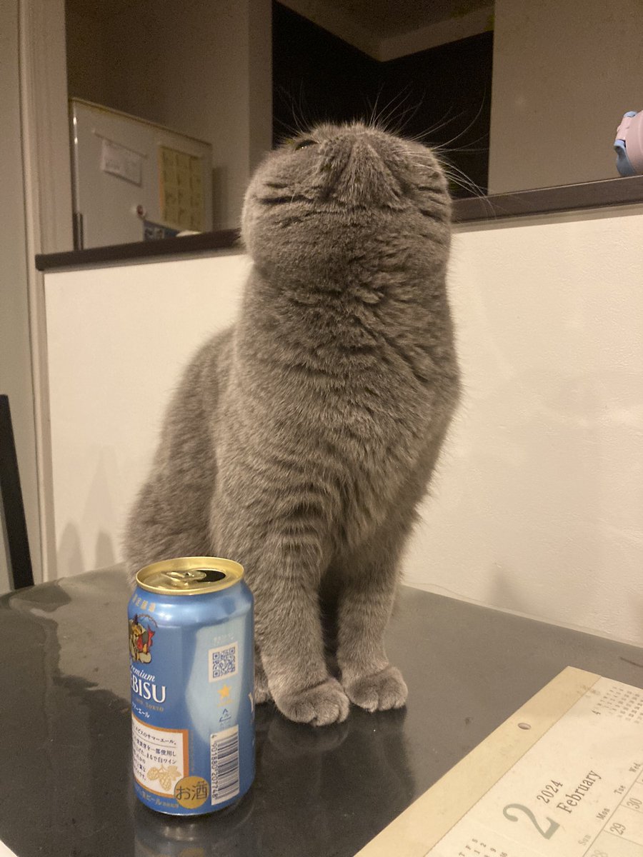 ginto1818's tweet photo. これはワシのビールやぞ🍺
オイシ〜♪

#エキゾチックショートヘア #ねこすたぐらむ #ねこのいる生活
#猫のいる暮らし #猫好きさんと繋がりたい #ねこのきもち #pecoねこ部 #サンデイ #catsta https://t.co/UwUidz4VyT