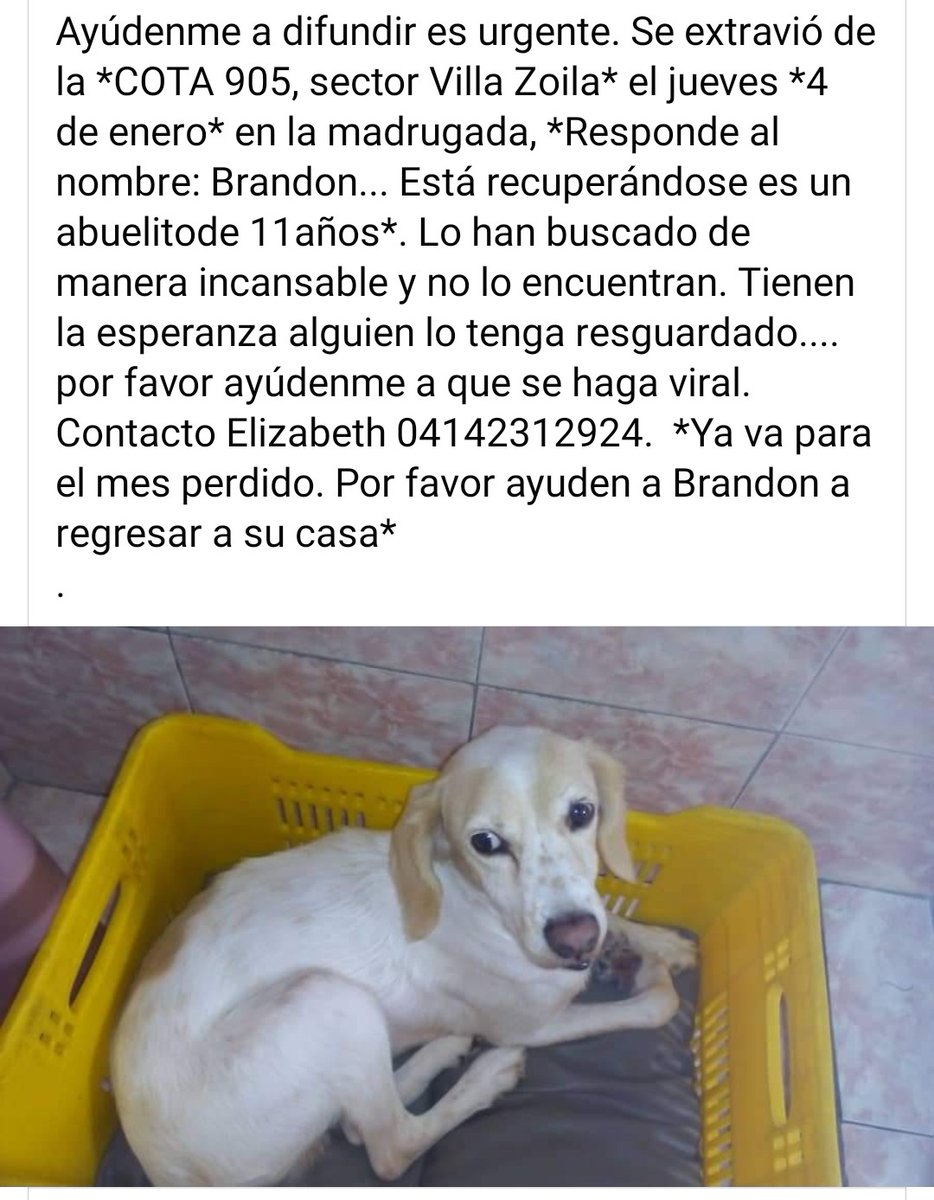 PerroUsuario Wof '•' tweet media