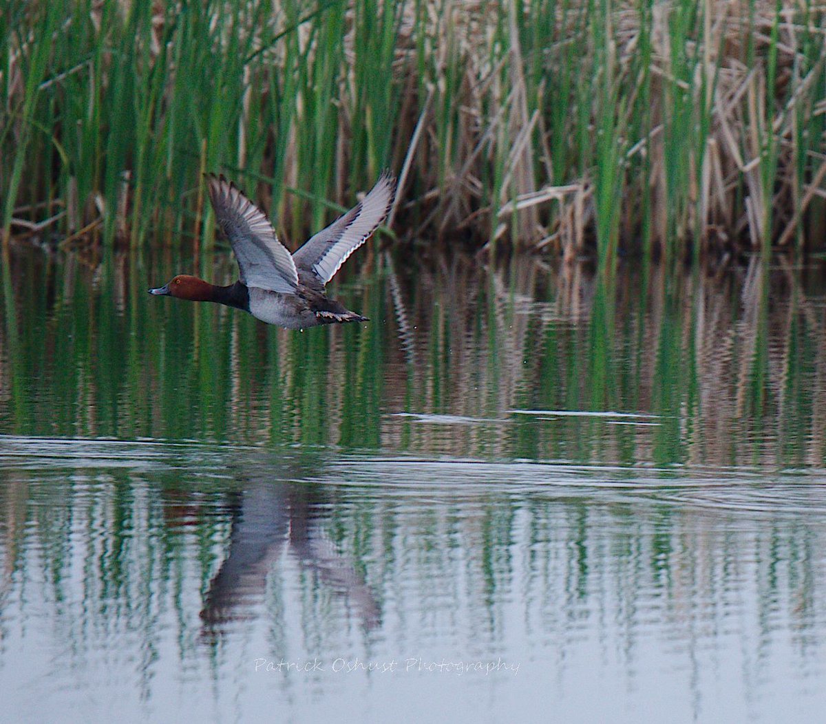 It's that time of year where my thoughts are to fly away somewhere...something like this guy did back in the fall!

#BirdsOfTwitter