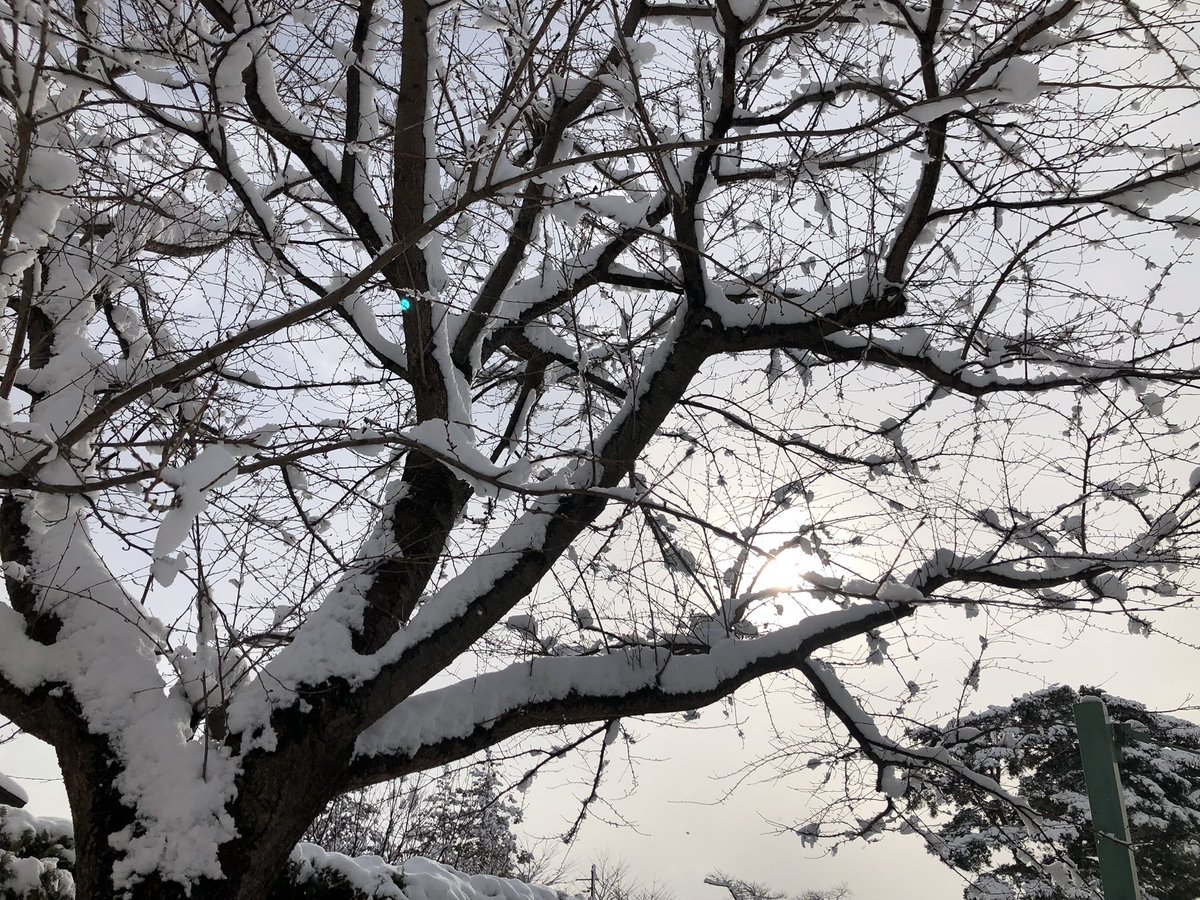 「おはようございます 降った降った!朝から雪かきで疲れました 今日もゆるりと。」|葉月七夜のイラスト