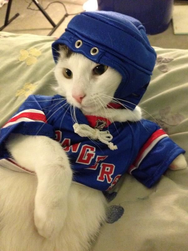 🐱 tweet media