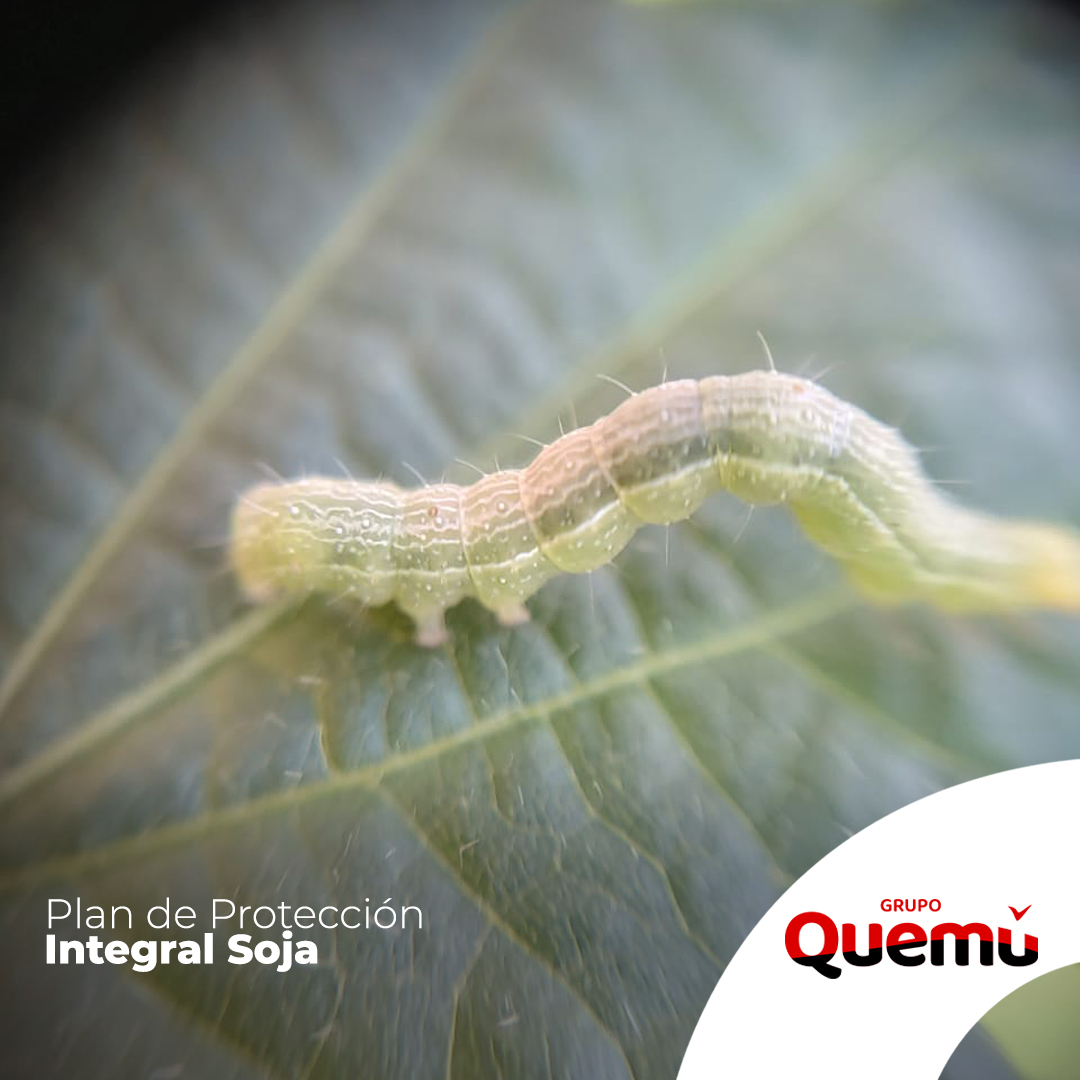 Fullagro de Grupo Quemú tweet media