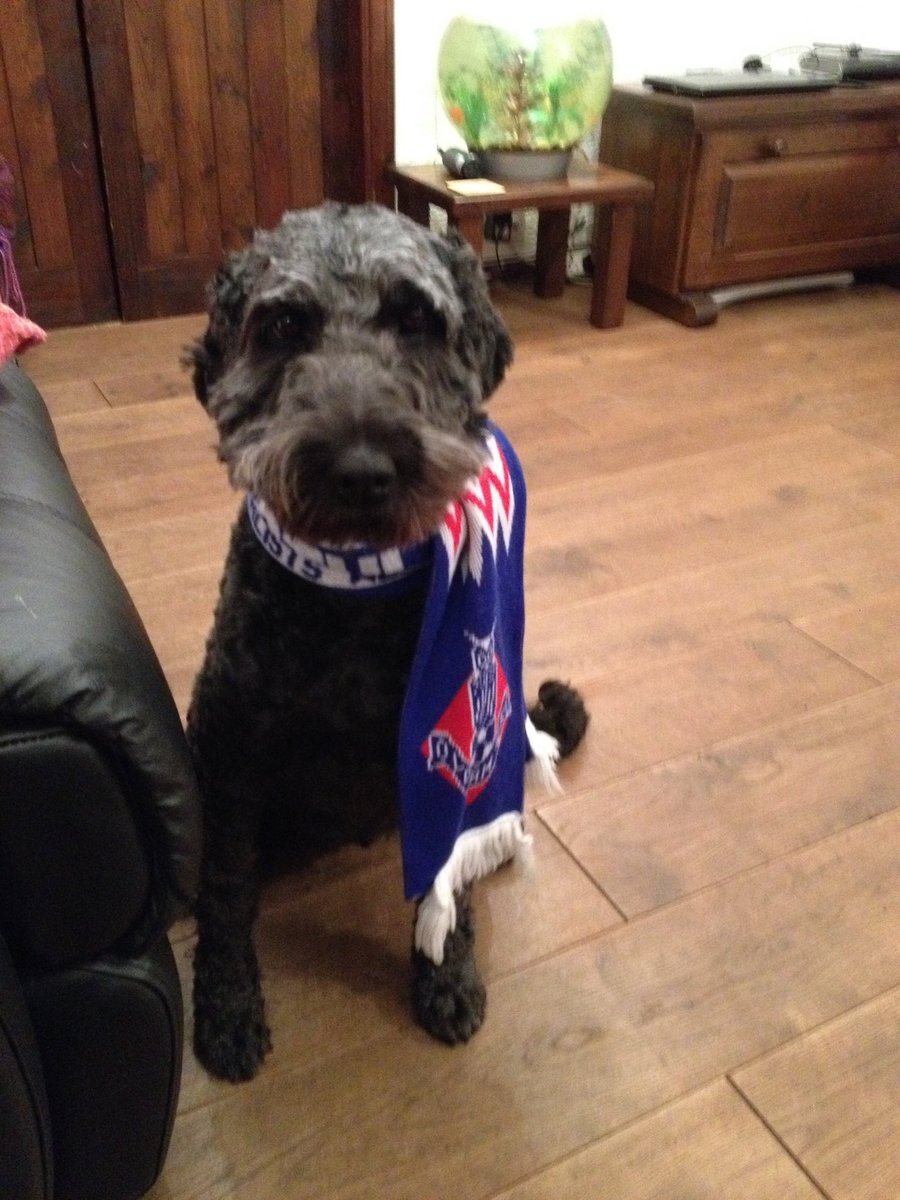 Had to say goodbye to my lovely Holly this evening. Occasionally wore my #oafc scarf. Surrounded by love and warmth as she took her journey across the Rainbow Bridge 🌈. Run free!