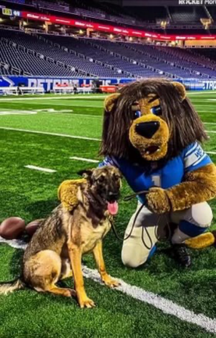 Austan_Goolsbee's tweet photo. Krill is the bomb dog at the Chicago Fed’s Detroit branch.

Krill is maybe the hardest working dog in MI—on top of the Fed, he moonlights on weekends as bomb dog at Lions games.

You can see he is 14/10.

I’m going to give Krill a full steak if the Lions win this weekend. https://t.co/g1jIMLmO1y
