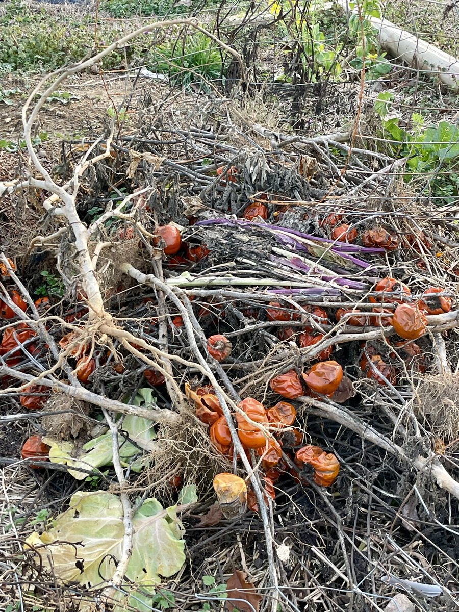 I fear there will be disease problems this year in this garden. Sanitation is the key to reduce disease inoculum available for the following year. Bury tomato debris & remove/destroy dead plants. Avoid planting tomatoes in the same spot the following year #Plantdisease #Tomato