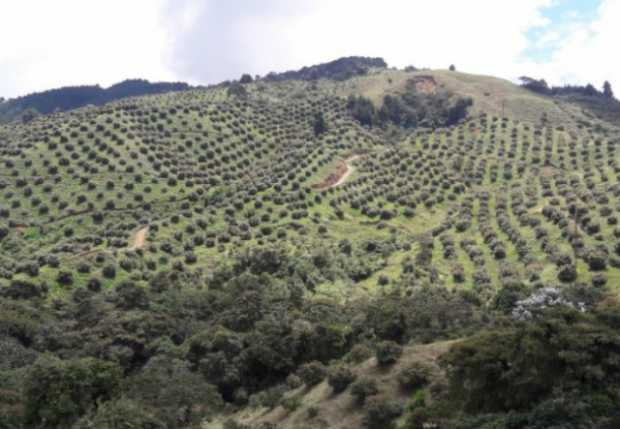 sinderrumbe's tweet photo. Angustiados por los incendios? eso no será nada frente a la inminente crisis por desabastecimiento de AGUA. Ya en zonas productoras d aguacate del eje cafetero se viene conflicto social: hay trabajo pero no hay AGUA para pobladores. Hoy lo ví. https://t.co/Wl7OSICc9q