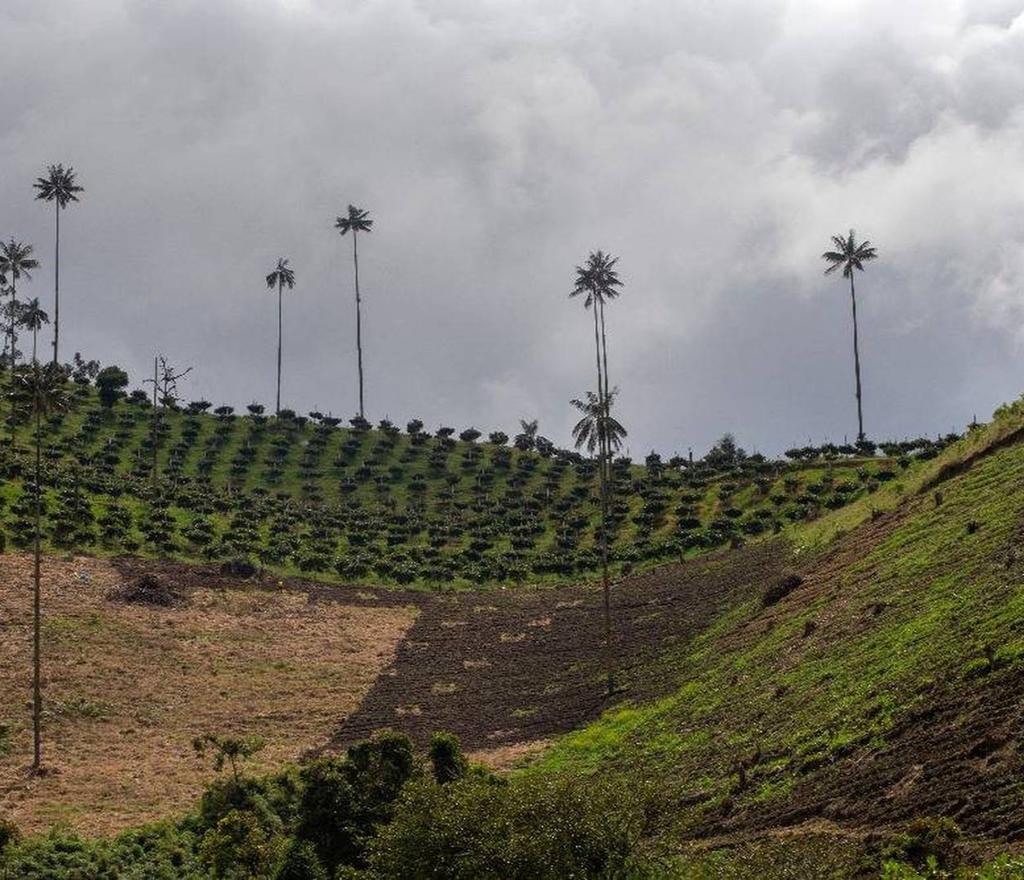 sinderrumbe's tweet photo. Angustiados por los incendios? eso no será nada frente a la inminente crisis por desabastecimiento de AGUA. Ya en zonas productoras d aguacate del eje cafetero se viene conflicto social: hay trabajo pero no hay AGUA para pobladores. Hoy lo ví. https://t.co/Wl7OSICc9q