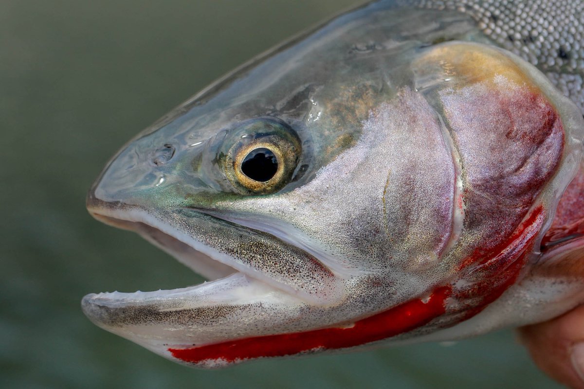 repyourwater's tweet photo. Now there’s a cutthroat! Some deep red on that beauty ...
#repyourwater #fishexploreconserve #flyfishing #flyfish #cutthroattrout https://t.co/L3Aqd6UMxs