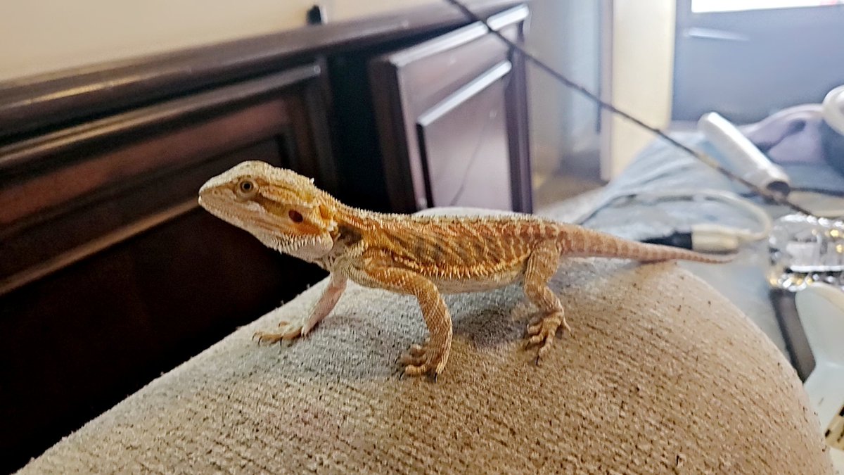 Kittyplays69's tweet photo. Whoever helps this cute little guy out with $5 to get some crickets will get an exclusive video 😈 #beardeddragon #beardie #sellingcontent https://t.co/C3Q094O3VQ