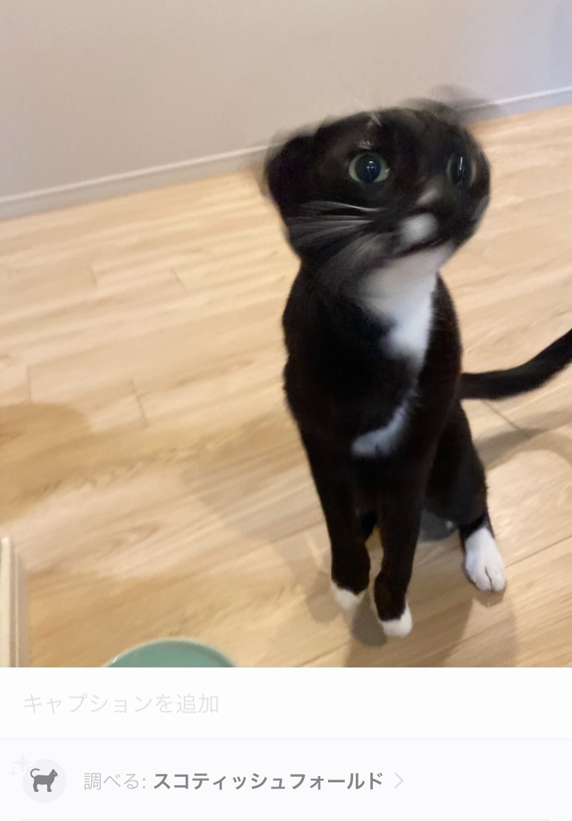 fuji_ayako's tweet photo. ウチのミミコプター猫がiPhoneからスコティッシュ認定受けてて笑った https://t.co/NHiKrToRqP