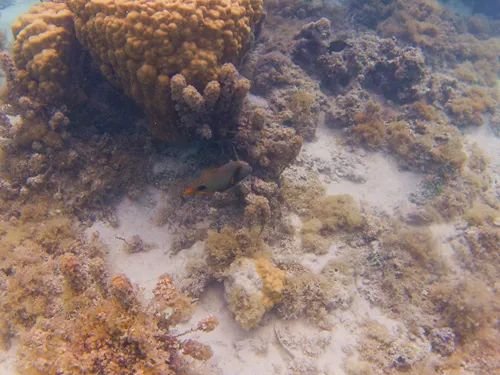 BaSnorkel's tweet photo. #Temae Beach is the best #beach on the main island of #Moorea . It is a 3,000 ft (900 m) long and has excellent #snorkeling with lots of #colorful #fish and colorful and healthy #corals. This was our favorite beach on Moorea. How did you like it? https://t.co/uecYJNTHtZ https://t.co/uUP7hrw7ha