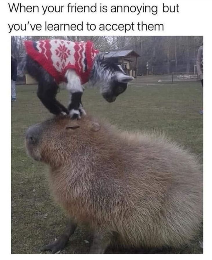 WholesomeMemes (@wholesomememe) on Twitter photo 