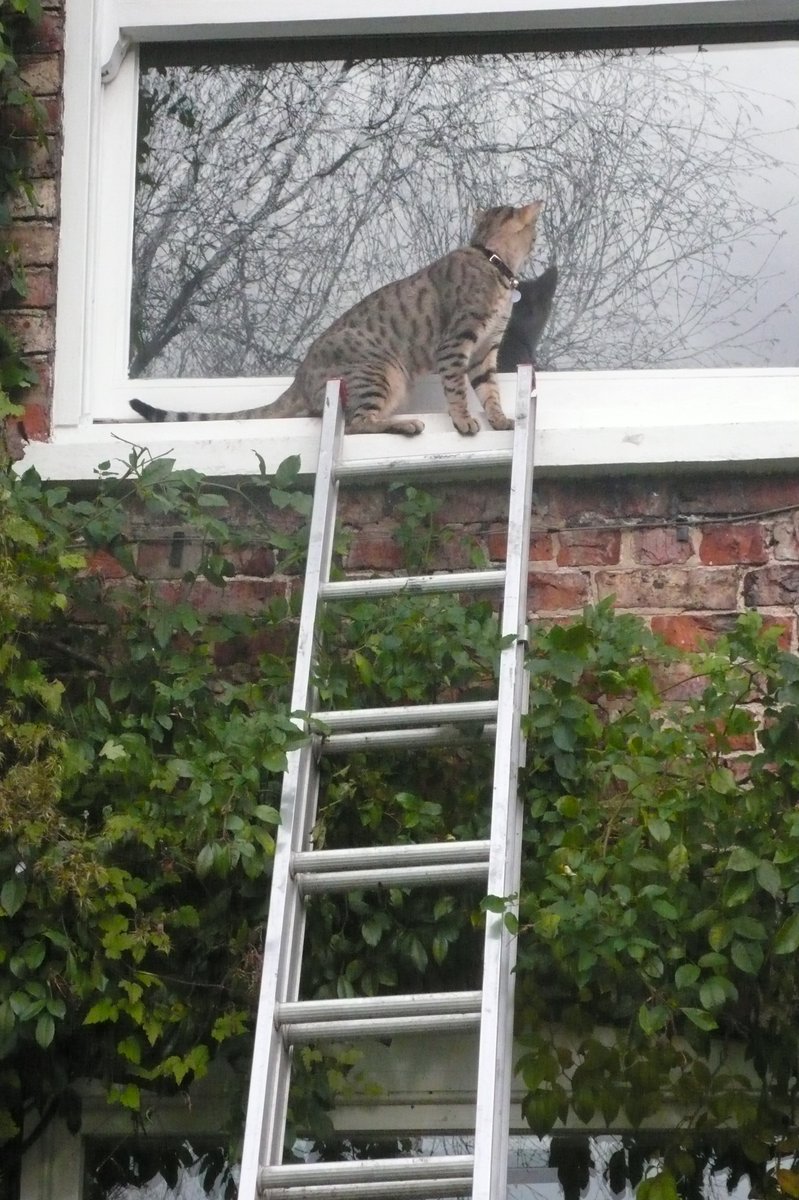 SLGardens's tweet photo. Pruning roses on the house means I can look inside , but I'm not very good at getting down the ladders, lots of slipping and sliding !
#RosePruning #SpringGarden #Ladders #Cats #JanuaryWork #OpenGarden #YorkshireGarden https://t.co/1qbRCvzIdf