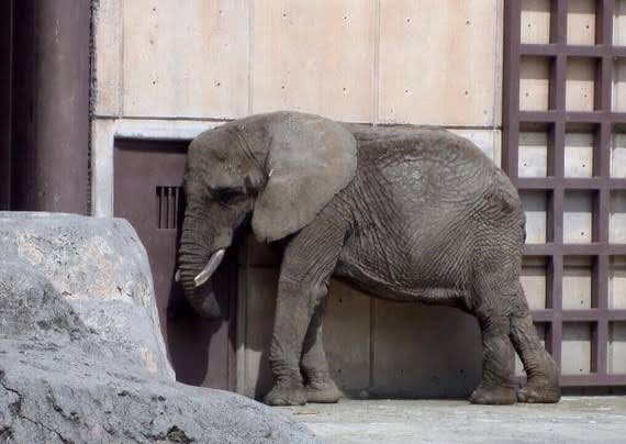 sucesospuebla's tweet photo. #Atención 🐘 Tras el rescate de #BenitoLaJirafa, ambientalistas piden que se rescate a #Ely, la elefante más triste del mundo. 

🐘#Ely vive en el zoológico San Juan de Aragón, pero en malas condiciones. 

🔗 https://t.co/VvM4EUmtRm https://t.co/EQ6Mr8rXGc