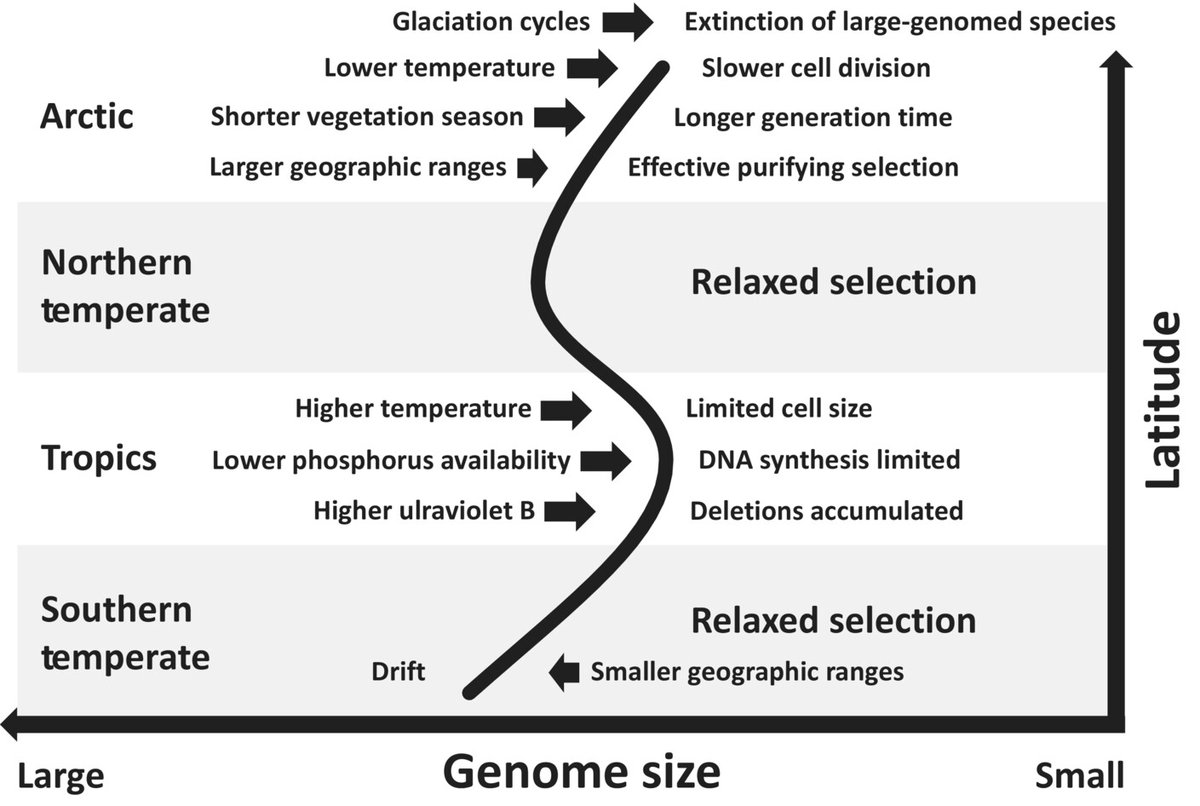 The global distribution of angiosperm genome size is shaped by climate Bureš et al. @BotZool_MUNI @BioSciUCT @kewgardens @unepwcmc 📖 ow.ly/Latq50QtYBo