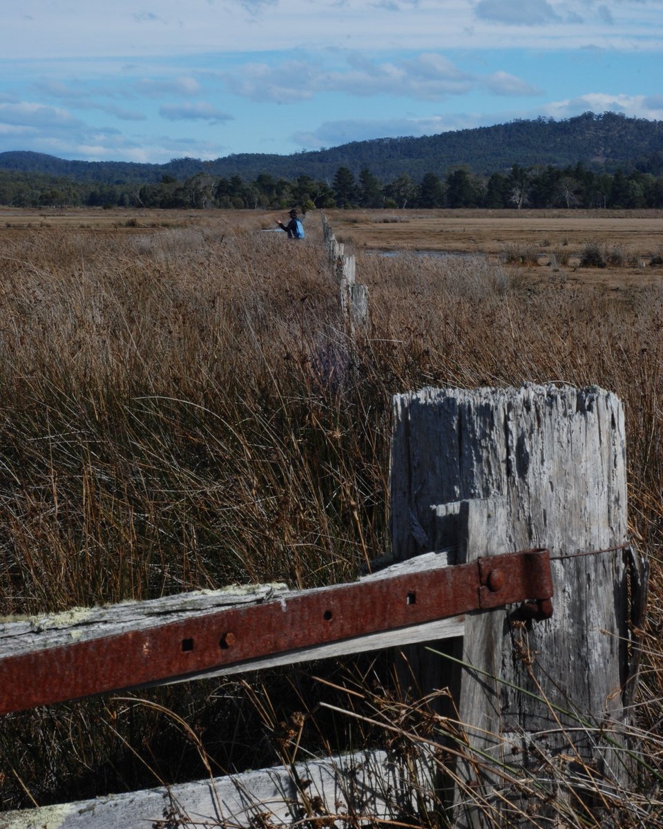 Tas_Land's tweet photo. Read Nature Glenelg Trust's story about our collaboration at Burdens Marsh situated in our #SlopingMain Reserve, a highly significant but modified wetland area where we are undertaking an extensive eco-hydrological assessment.
Full story at: https://t.co/sNAtPJkrY7 https://t.co/GJnZarqMJW