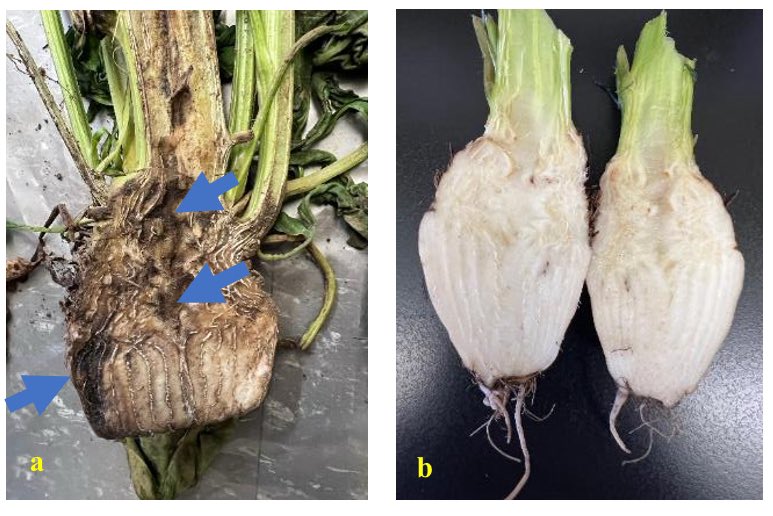 Ziaur Rahman Pintu, Ph.D. tweet media