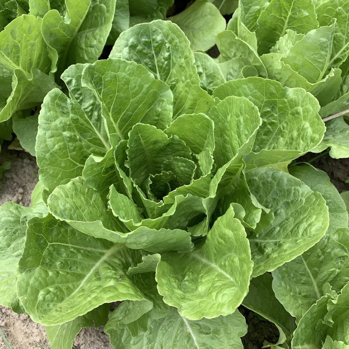 BrightBirdBio's tweet image. 寒冷

之前以種植蕃茄講解植物生長最需要的是土地的生命力、水份和陽光，而不是下肥料就會好。最近香港有寒流，有兩天早上只有4-5度，其實在低溫的情況下，植物能夠吸收土壤裏的「養分」根本很有限，所以很多時在低溫的環境，植物會出現所謂「養分不足」的情況，但坊間只會…

brightbirdbio.com/?p=3374