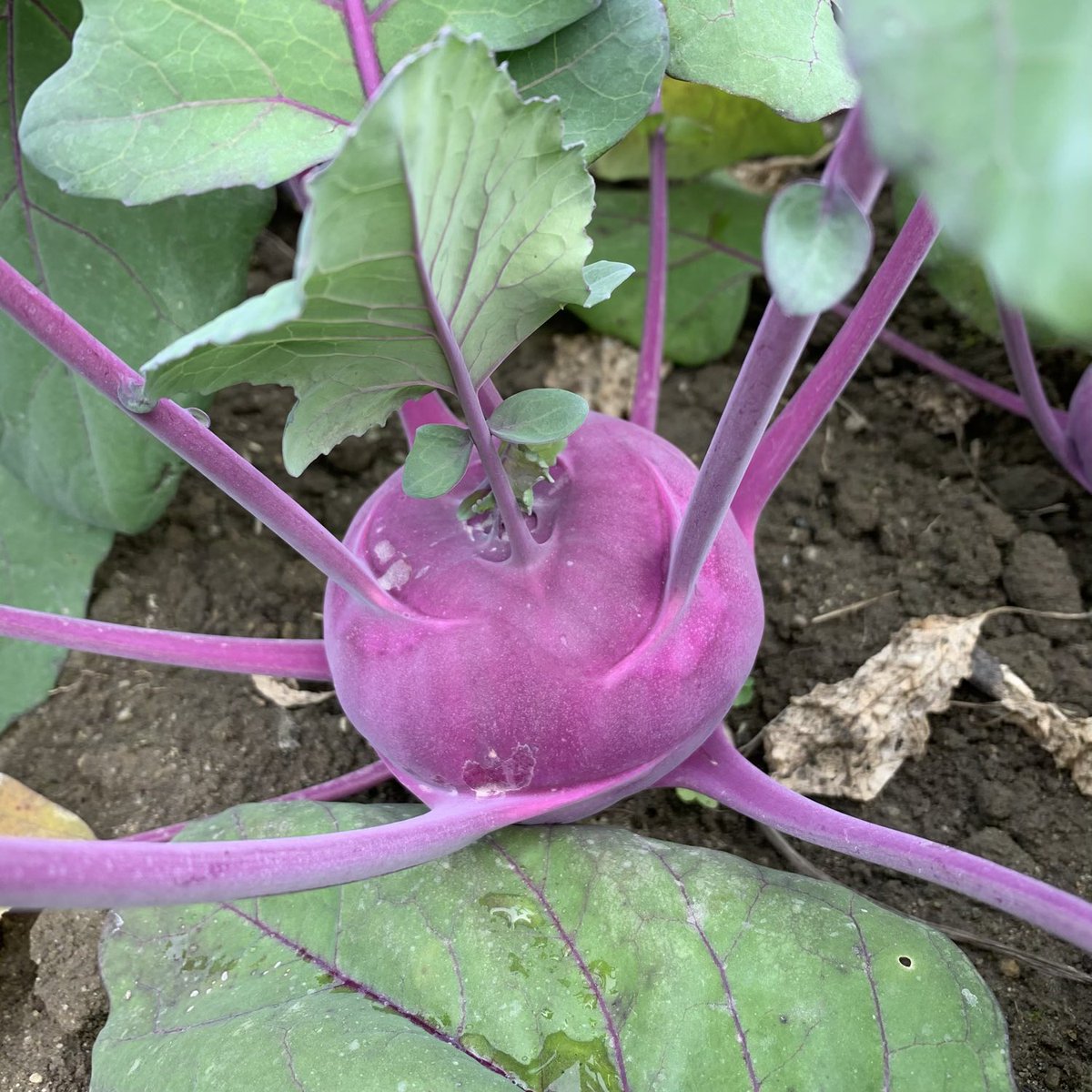 BrightBirdBio's tweet image. 寒冷

之前以種植蕃茄講解植物生長最需要的是土地的生命力、水份和陽光，而不是下肥料就會好。最近香港有寒流，有兩天早上只有4-5度，其實在低溫的情況下，植物能夠吸收土壤裏的「養分」根本很有限，所以很多時在低溫的環境，植物會出現所謂「養分不足」的情況，但坊間只會…

brightbirdbio.com/?p=3374