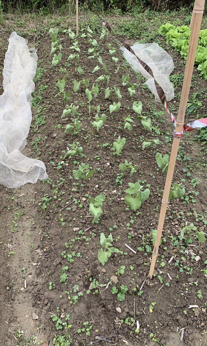 BrightBirdBio's tweet image. 寒冷

之前以種植蕃茄講解植物生長最需要的是土地的生命力、水份和陽光，而不是下肥料就會好。最近香港有寒流，有兩天早上只有4-5度，其實在低溫的情況下，植物能夠吸收土壤裏的「養分」根本很有限，所以很多時在低溫的環境，植物會出現所謂「養分不足」的情況，但坊間只會…

brightbirdbio.com/?p=3374