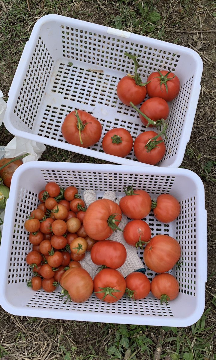 BrightBirdBio's tweet image. 寒冷

之前以種植蕃茄講解植物生長最需要的是土地的生命力、水份和陽光，而不是下肥料就會好。最近香港有寒流，有兩天早上只有4-5度，其實在低溫的情況下，植物能夠吸收土壤裏的「養分」根本很有限，所以很多時在低溫的環境，植物會出現所謂「養分不足」的情況，但坊間只會…

brightbirdbio.com/?p=3374