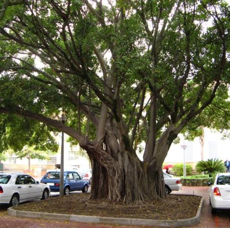 The Mituba trees 🌳 are one of the eco- friendly tree species in Uganda.They provide good shade .They contain sap which can be used as glue. They also produce a common textile called the Bark cloth.I think each of us should plant them in our gardens.
#Greeningtourism
@nemaug