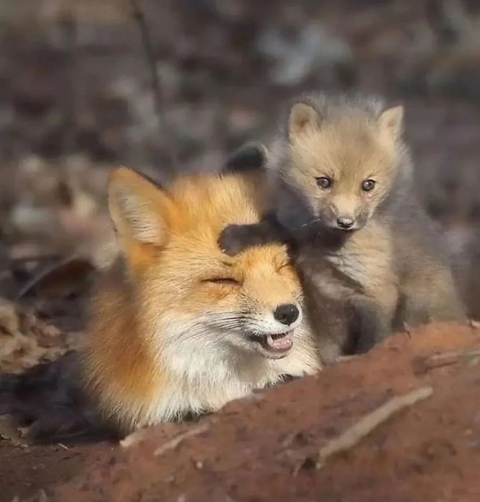 TheRotFox's tweet image. Don't worry mama I'll protecc