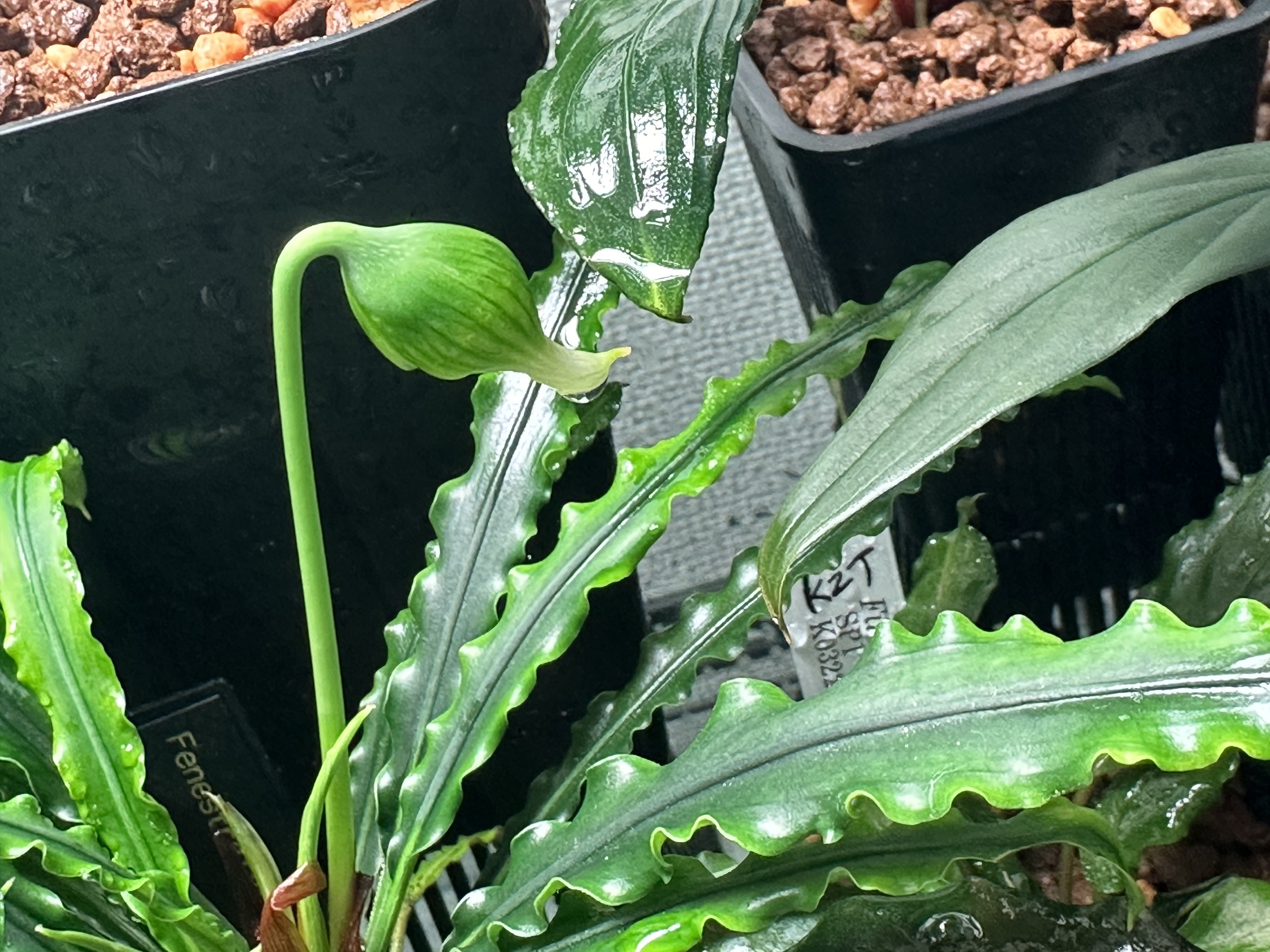 フェネストラタルム　ムリアディ　TB便 フェネストラタルムムリアディTB便