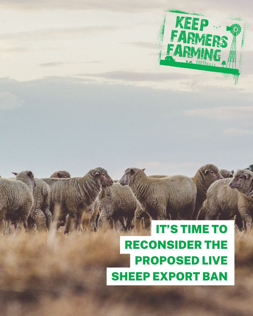 The Albanese Government has made it clear Election commitments can be modified 1️⃣When the facts change 2️⃣When it benefits the majority of Australians It’s time to reconsider the proposed live sheep export ban 🐑 🚢 It's time to release the report It's time to talk to WA farmers