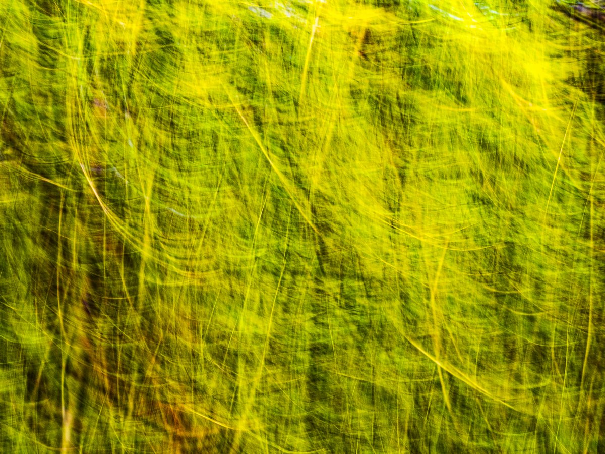 Bachblatt tweet media