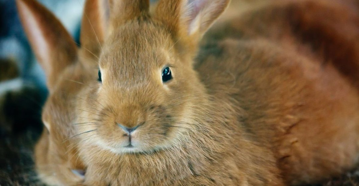 FABClinicians's tweet image. Rabbits are a popular choice for a companion in the UK, with around 1.1 million being kept as pets. Although popular, many are kept in less than ideal circumstanes. Fortunately we have a handy article to help!

#rabbits #rabbitbehaviour #CCAB

bit.ly/48GEcR1