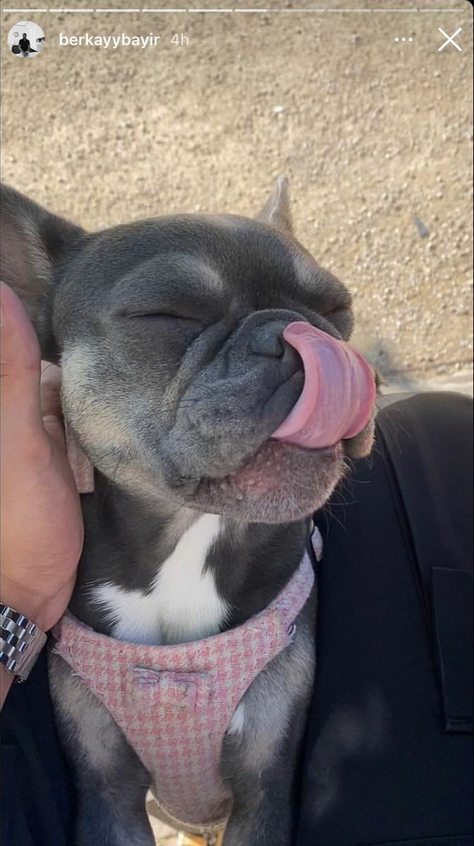 Perfect shoot.,..... 😂🥰😂
.
.
.
.
.
.
#Frenchie #frenchielover #frenchiepuppy #frenchiehome #frenchieoftheday #frenchieworld #frenchiemom #frenchieoverload #frenchbulldog #frenchbulldoglover #theworldoffrenchbulldog #batpig #frenchbulldogpuppy #frenchiemoments