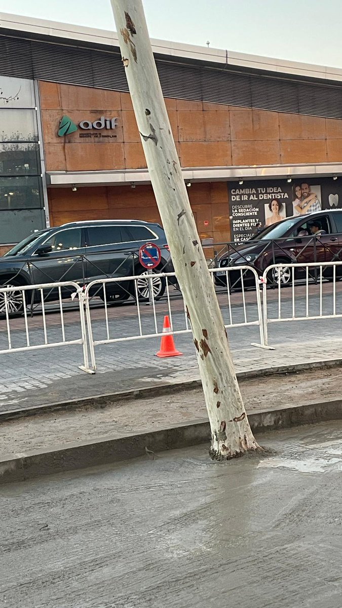 Así están ahora los árboles de la calle Ferrocarril frente a la estación de Getafe Central.
Han desaparecido los alcorques y se ha cubierto todo con cemento. Luego pondrán un simulacro de alcorque y tierra encima, como ya hicieron en la remodelación del Paseo de Pablo Iglesias ✊