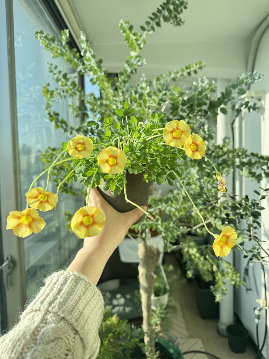 오늘의 사랑초!!!!!!!!!