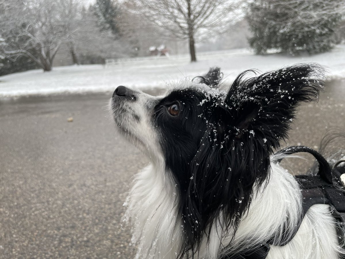 JackThePapillon's tweet photo. Woof! It’s my birthday! Turning 3 years old this year, That’s 21 in dog years! Now I can drive! https://t.co/xkU8HP1jfE