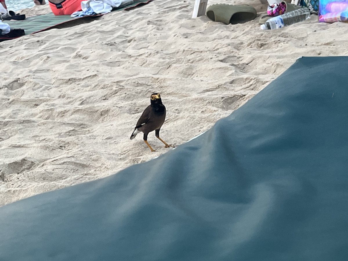 dnyxu's tweet image. Phuket #B2GC review: 

1) A short story: On my last to Phuket airport. I tried to book a taxi on Grab and failed after waiting and negotiating with the driver for more than 40 mins. Finally he cancelled and I found a second driver quickly.