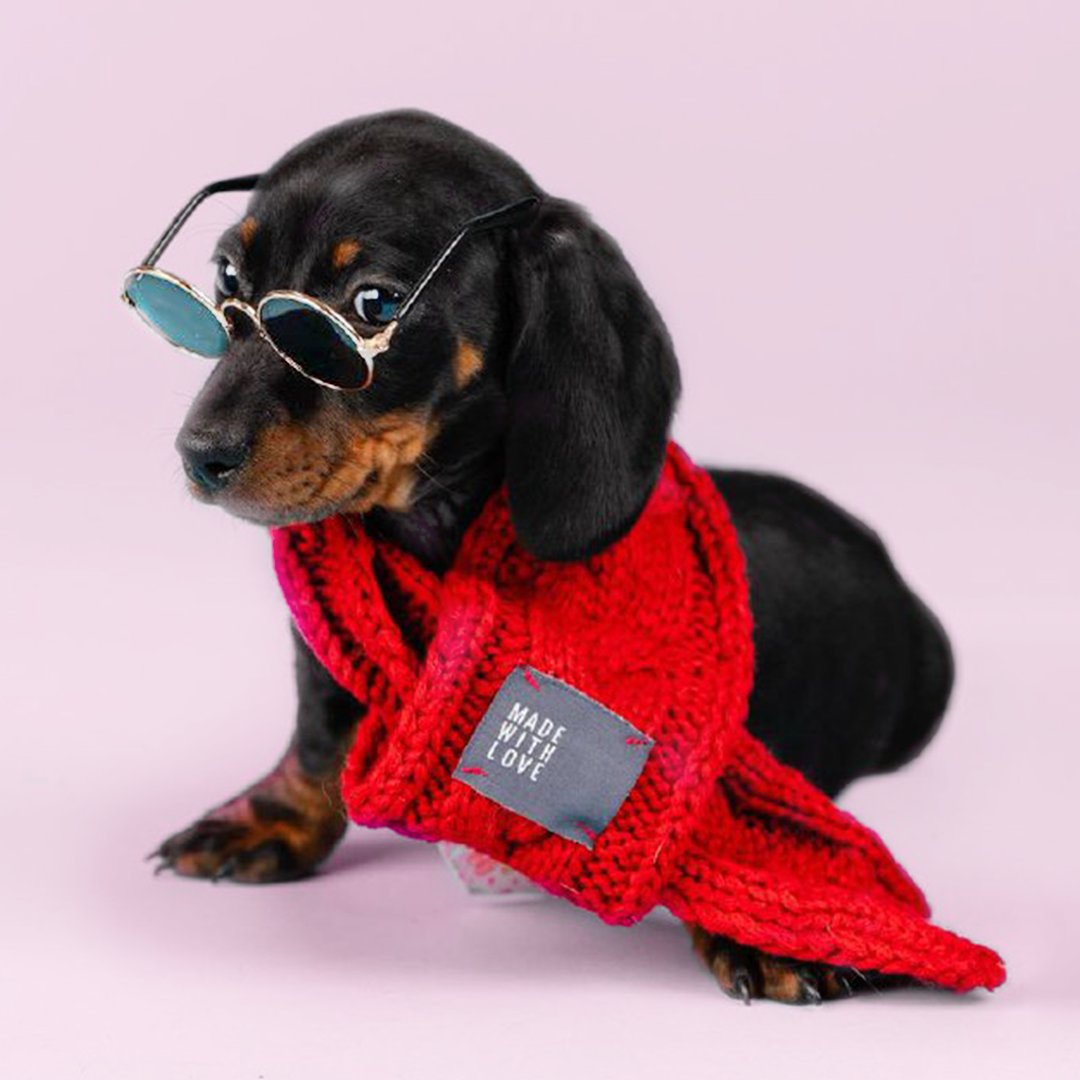 🐶 Visit Forever Love Puppies for the cutest puppies in town! 🐕❤️

Visit Our Website: 954puppies.com

Permit Number U19-217351  HA:)

#PuppiesForSaleInMiami #PuppiesToBuyInMiami #Puppies #BabyDogsInMiami #MiamiPups